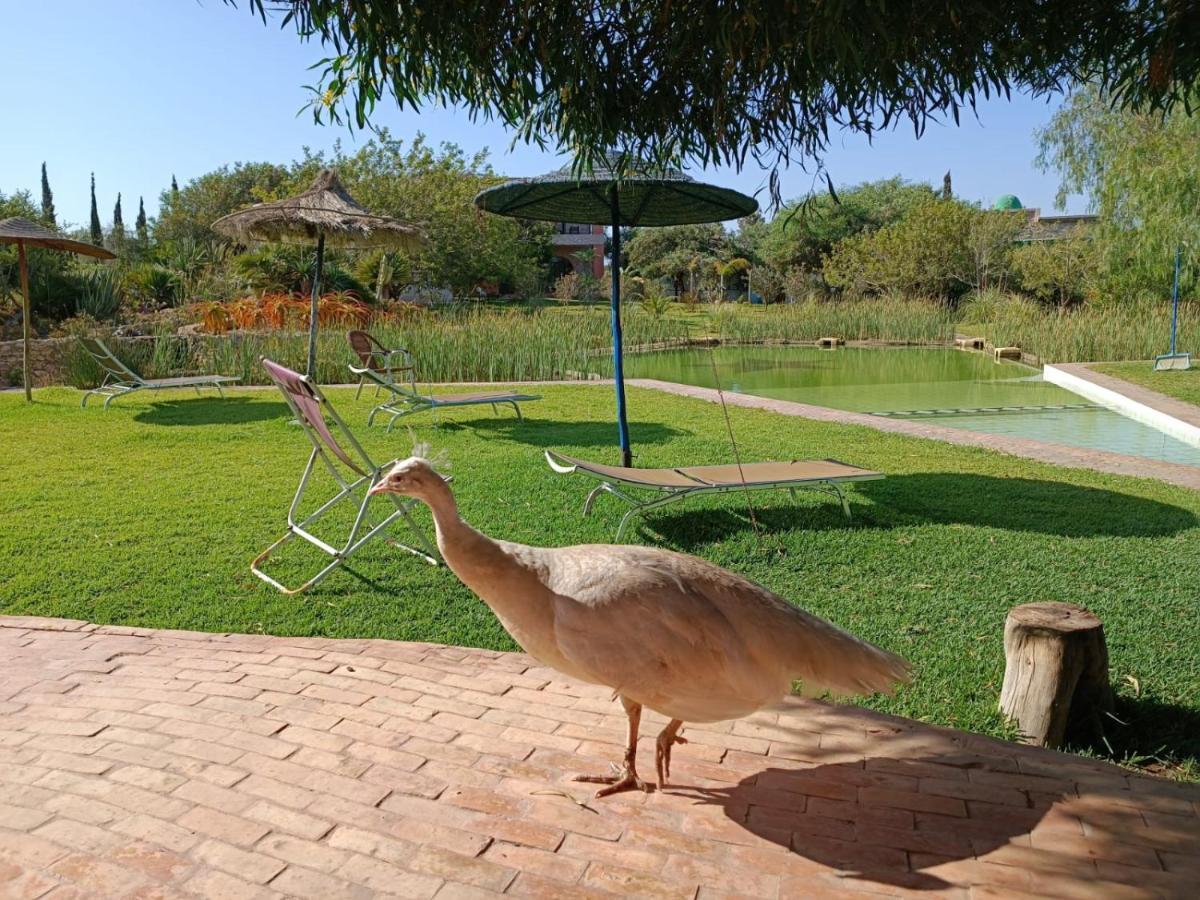 Bed and Breakfast Douar Noujoum Ес-Сувейра Екстер'єр фото