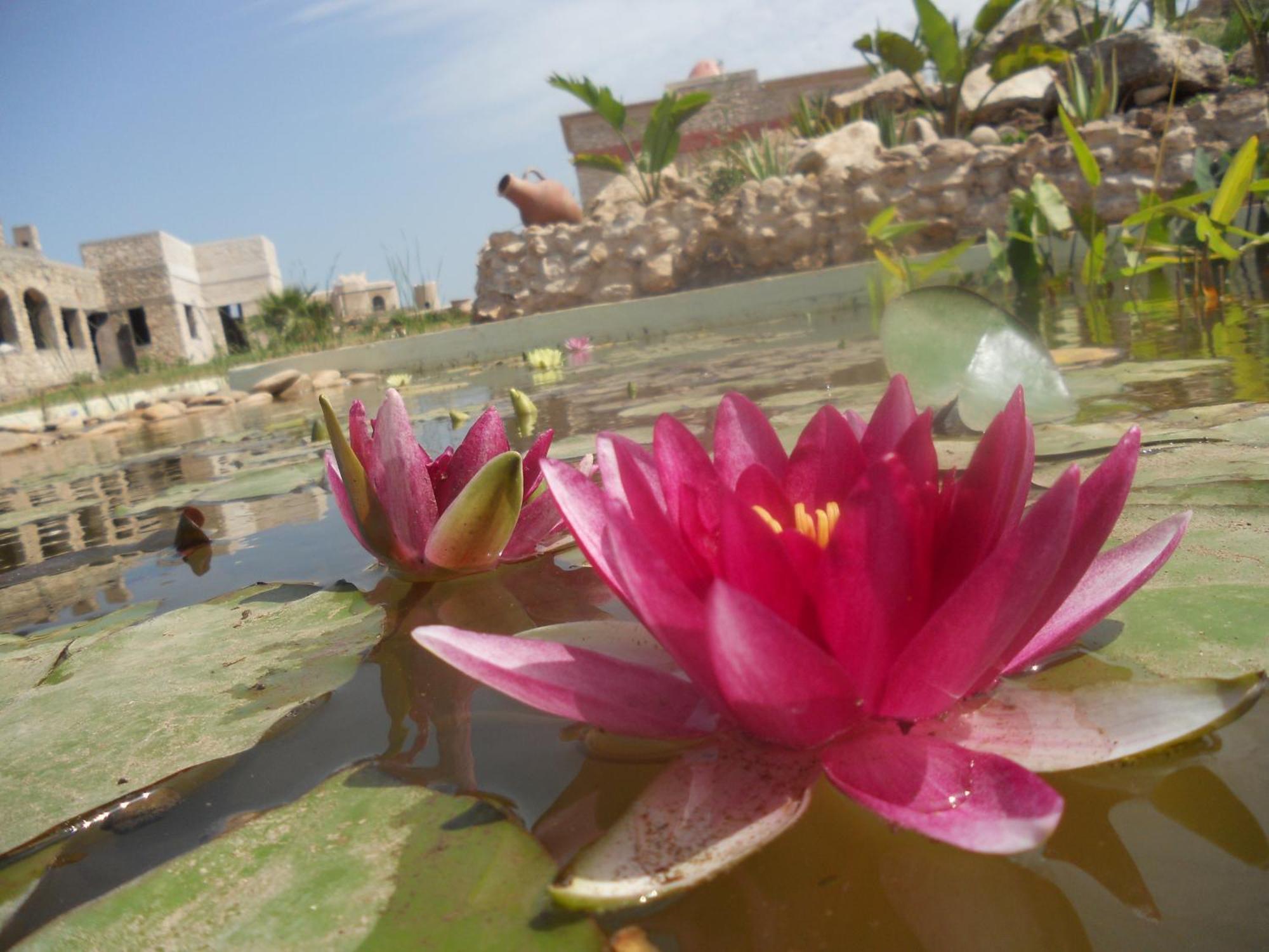 Bed and Breakfast Douar Noujoum Ес-Сувейра Екстер'єр фото